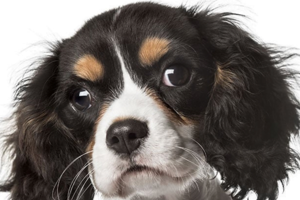 Cavalier King Charles Spaniel 1vettop% The Cavalier King1