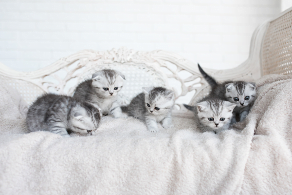 8 Sintomas de Trabalho de Parto em Gatos 1vettop% Trabalho de Parto em Gatos1