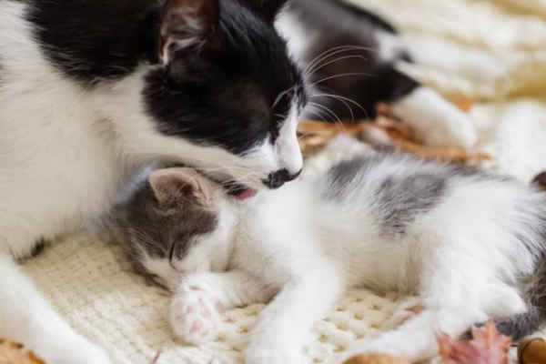 8 Sintomas de Trabalho de Parto em Gatos 2vettop% Trabalho de Parto em Gatos2