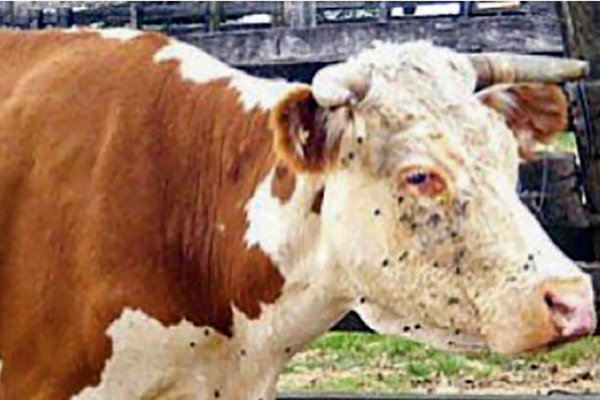 As principais doenças em bovinos no Brasil 1vettop% Tristeza Parasitária Bovina