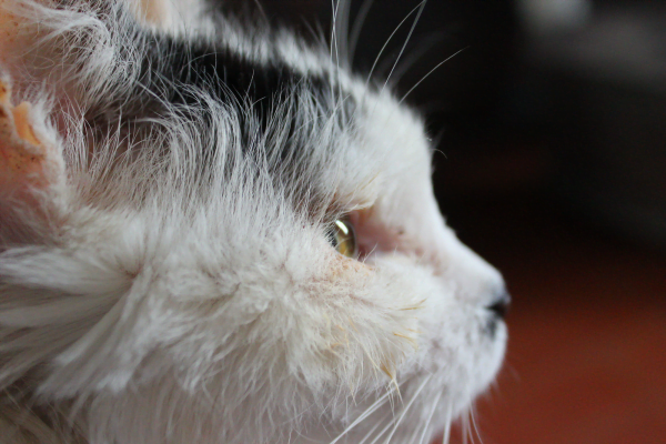 Vermes em gatos - Sintomas e Tratamento 12vettop% Vermes em gatos