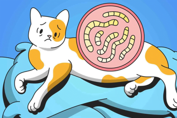 Vermes em gatos - Sintomas e Tratamento 1vettop% Vermes em gatos2