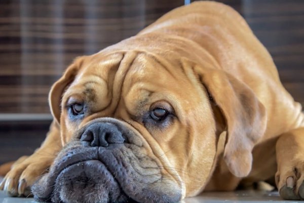 Vermes Nas fezes do Cachorro Causas e o Que Fazer 13vettop% Vermes nas fezes do cachorro