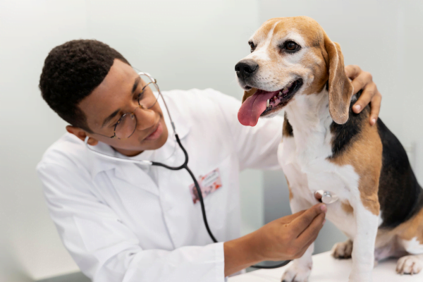 Vida de Veterinário Desvendando as Alegrias e Desafios 1vettop% Vida de Veterinário2