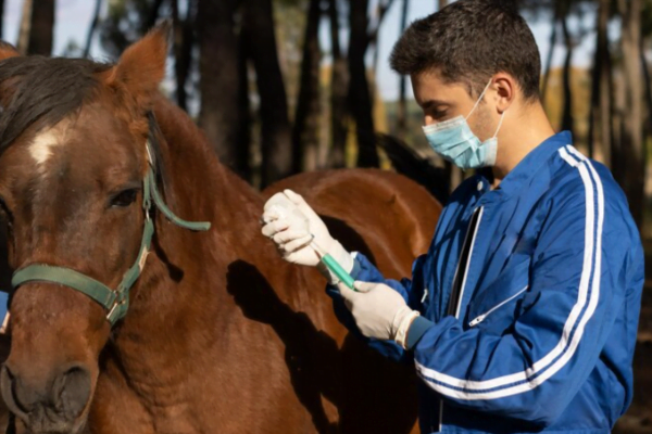 Vida de Veterinário Desvendando as Alegrias e Desafios 2vettop% Vida de Veterinário3