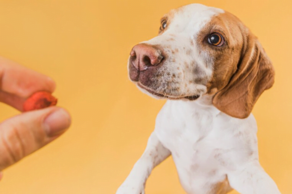 Vitamina C para cachorro - Doses e para que serve 1vettop% Vitamina C para Cachorro1