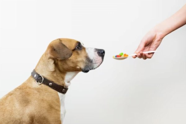 Vitamina C para cachorro - Doses e para que serve 3vettop% Vitamina C para Cachorro3