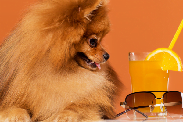 Vitamina D para Cachorros 1vettop% Vitamina D para Cães1