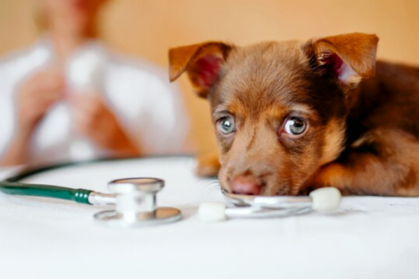 Vitamina K para cães - Doses e Usos 1vettop% Vitamina K para cães – Doses e Usos2