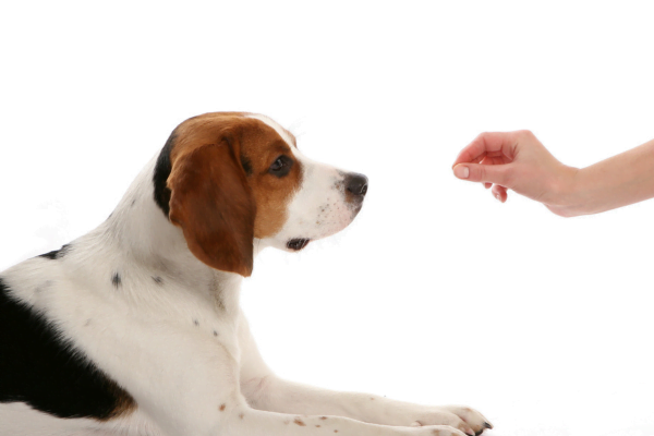 Vitamina K para cães - Doses e Usos 2vettop% Vitamina K para cães – Doses e Usos3