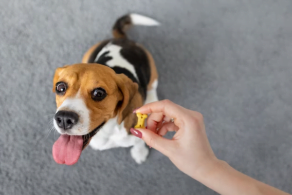 Vitamina K para cães - Doses e Usos 3vettop% Vitamina K para cães – Doses e Usos4