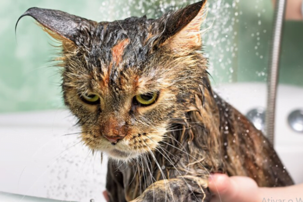 Como dar banho em gato? 10 dicas para fazer a higiene do felino 1vettop% banho em gato