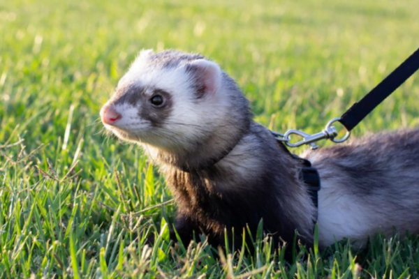 Furão ou mustela putorius 4vettop% Furão ou mustela putorius
