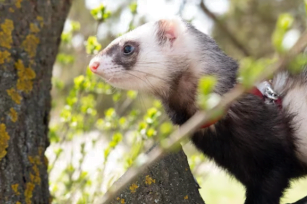 Furão ou mustela putorius 1vettop% Furão ou mustela putorius 2