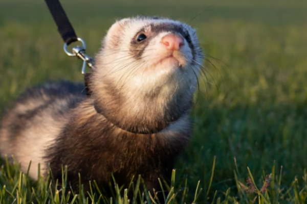 Furão ou mustela putorius 2vettop% mustela putorius3