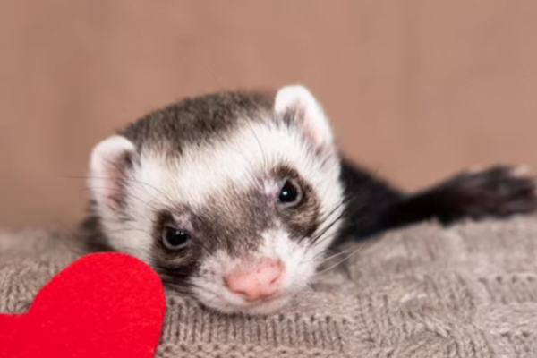 Furão ou mustela putorius 3vettop% mustela putorius4