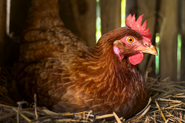 O que as galinhas não podem comer? 1vettop% o que as galinhas não podem comer