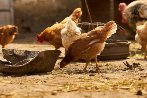 O que as galinhas não podem comer? 2vettop% O que as galinhas não podem comer2