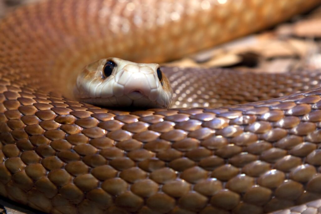 As 10 maiores serpentes do mundo 4vettop% As 10 maiores serpentes do mundo