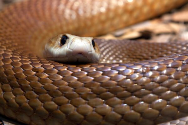 As 10 maiores serpentes do mundo