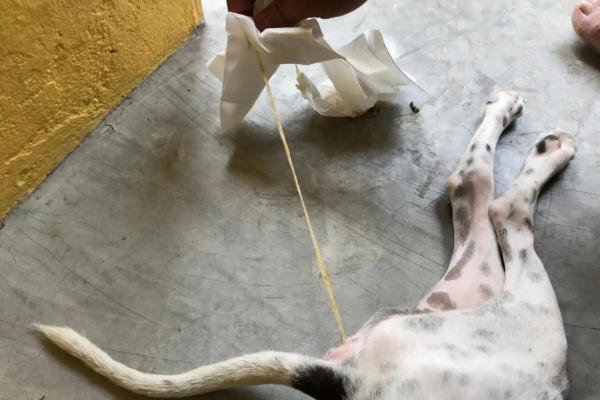Lombrigas em Cachorro 3vettop% verminose