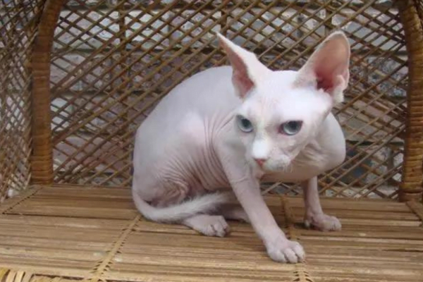 O Gato Minskin 2vettop% Gato Minskin 2