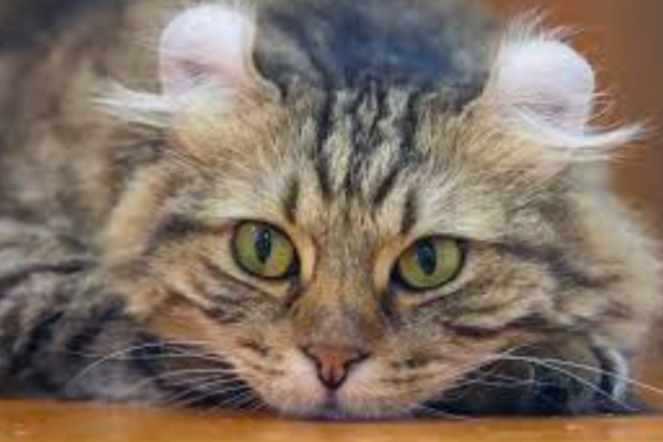 O Gato American Curl 1vettop% American Curl 1