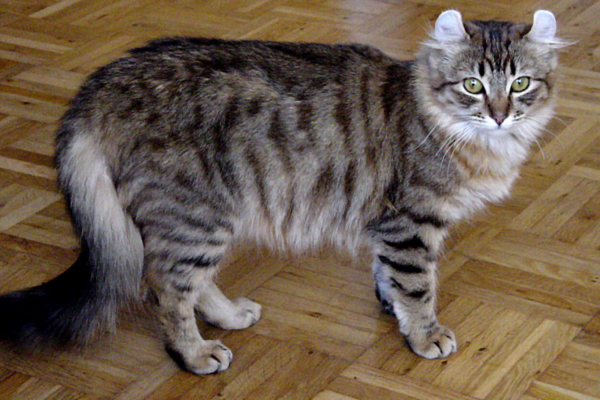 O Gato American Curl 2vettop% American Curl 2