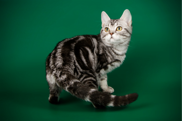 O Gato American Shorthair 1vettop% American-Shorthair1