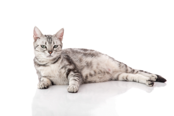 O Gato American Shorthair 2vettop% American Shorthair 2
