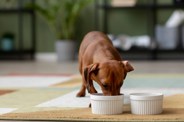 Cachorro pode comer alho-poró? 1vettop% Cachorro pode comer alho-poró 2