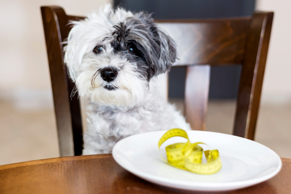 Cachorro pode comer alho-poró? 2vettop% Cachorro pode comer alho-poró 1