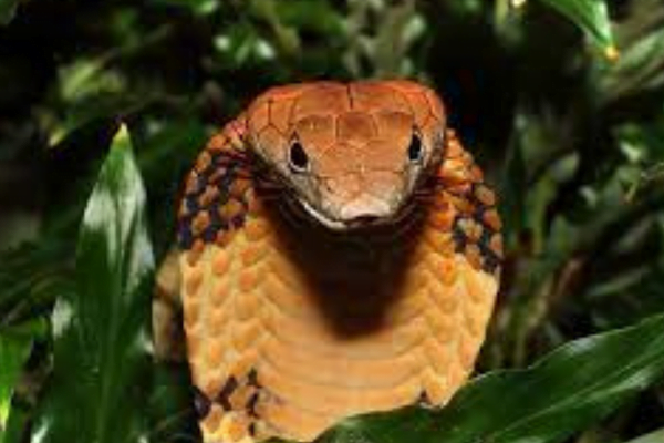 Fascinante Diferença entre Anfíbios e Répteis: 4vettop% Cobra-rei (Ophiophagus hannah