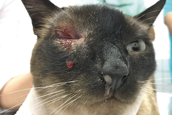 Criptococose em Gatos 2vettop% Criptococose em Gatos 2