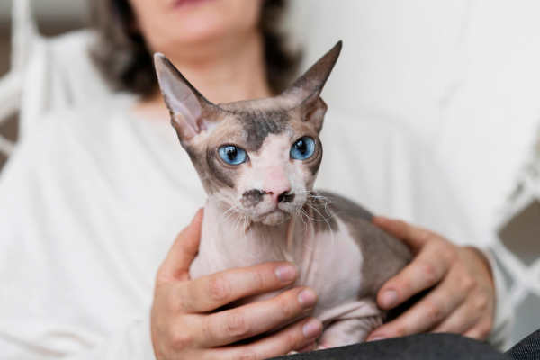 Devon Rex Devon Rex