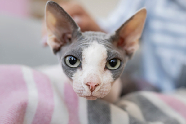 Gato Devon Rex 1vettop% Devon Rex 2