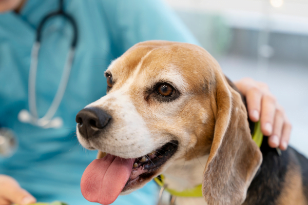 Dexametasona para Cães 2vettop% Dexametasona para Cães 3