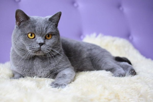 Gato Azul Russo 22vettop% Gato Azul Russo