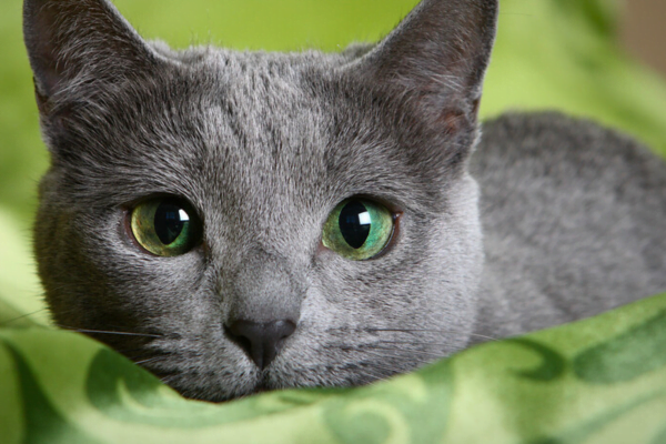 Gato Azul Russo 1vettop% Gato Azul Russo 1