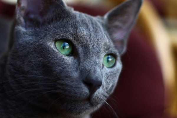 Gato Azul Russo 2vettop% Gato Azul Russo 2