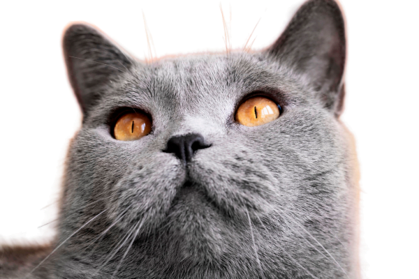 Gato Chartreux 2vettop% Gato Chartreux 2