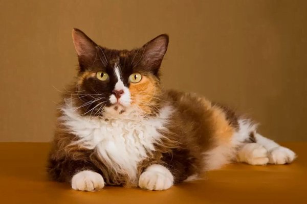 Gato LaPerm 6vettop% Gato LaPerm