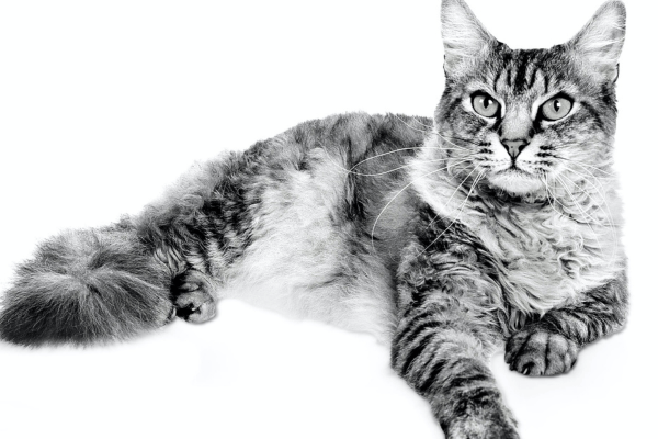 Gato LaPerm 2vettop% Gato LaPerm2