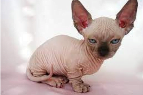 O Gato Minskin 1vettop% Gato Minskin 2