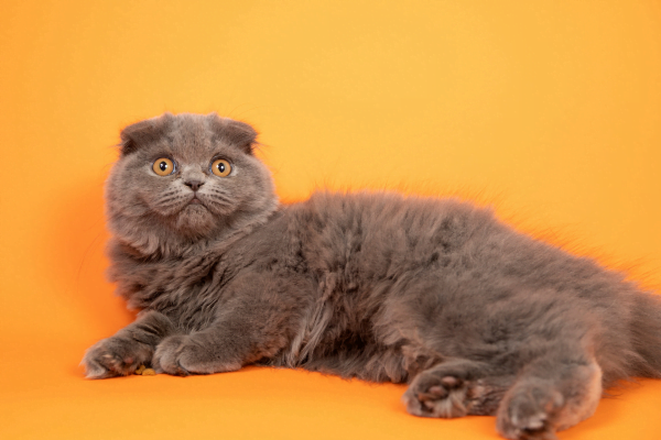 O Gato Scottish Fold 1vettop% Gato Scottish Fold 1