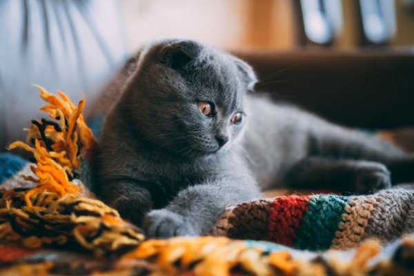 O Gato Scottish Fold 2vettop% Gato Scottish Fold 2