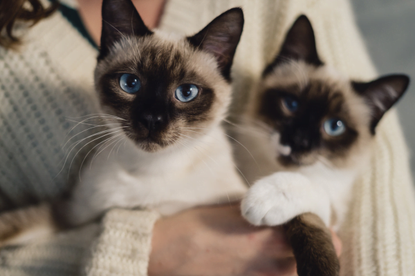 Gato Siamês Características, Comportamento e Curiosidades 2vettop% Gato Siamês 2