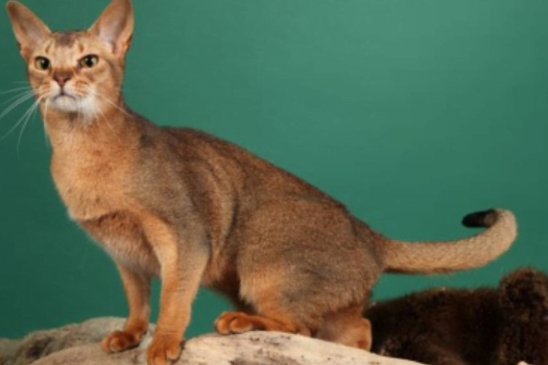 O Gato ceilão 1vettop% Gato ceilão 2
