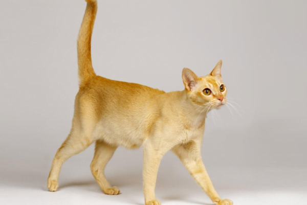 O Gato ceilão 2vettop% Gato ceilão