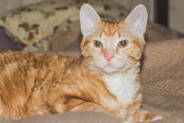 O Gato ural rex 1vettop% Gato ural rex 1